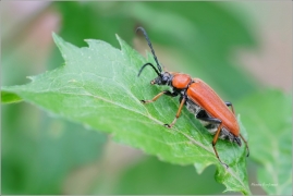 <p>TESAŘÍK OBECNÝ -  (Stictoleptura rubra) --- /Red-brown Longhorn Beetle – Rothalsbock/</p>
